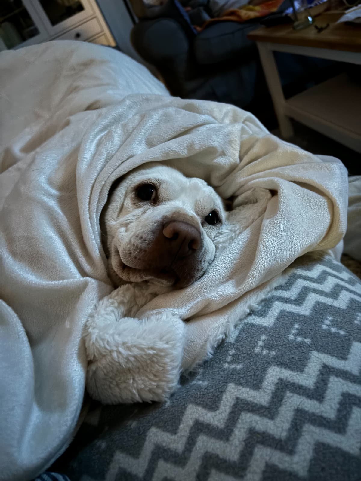 Happy pet with their owner
