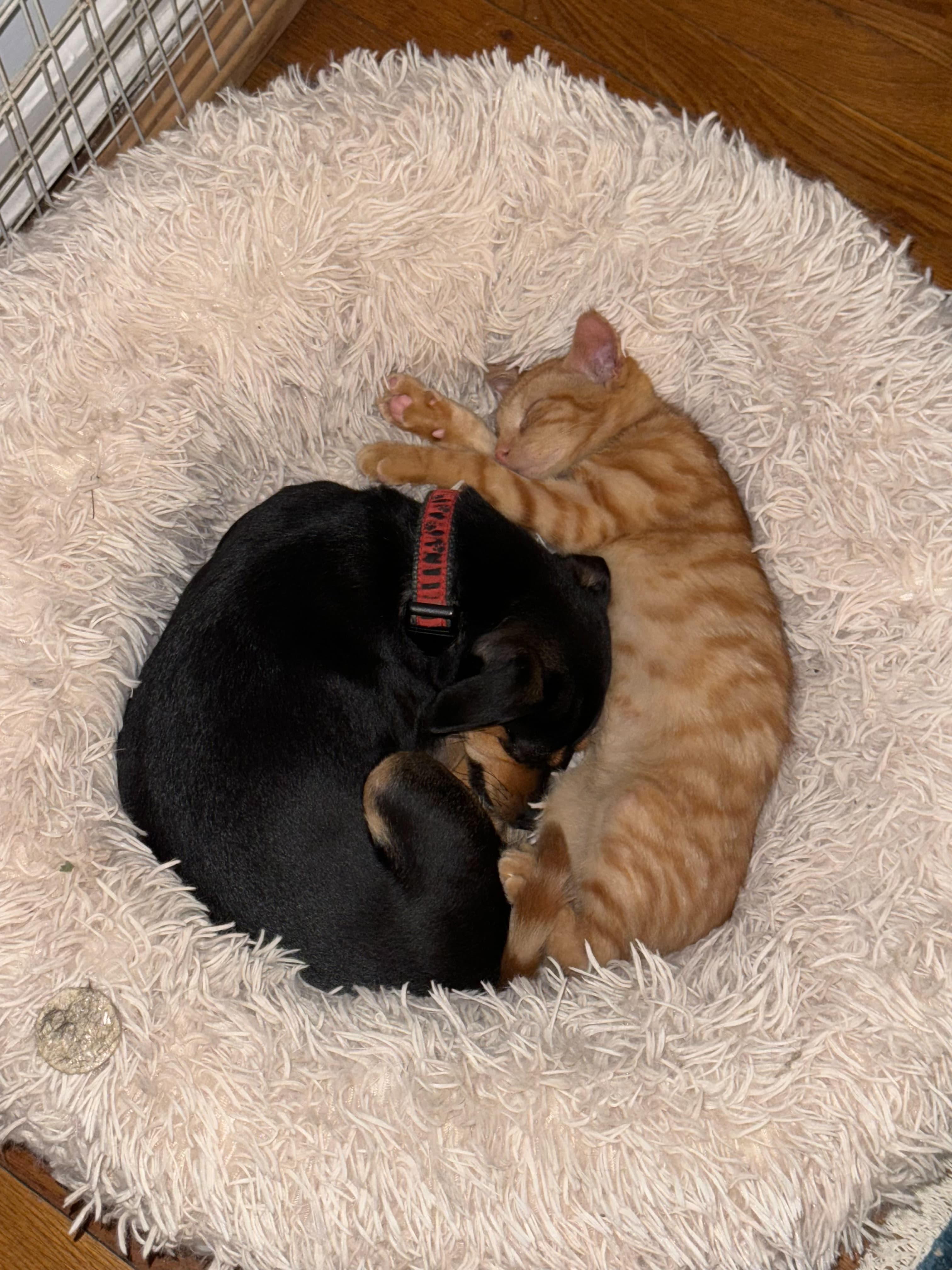 Peaceful pet passing at home with Dr. Donna O'Leary - Forever Friends pet euthanasia service
