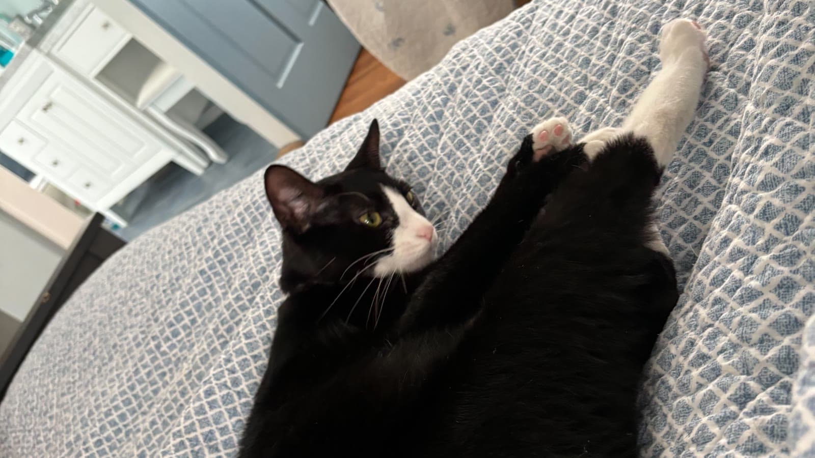 Black and white cat resting on a bed at home