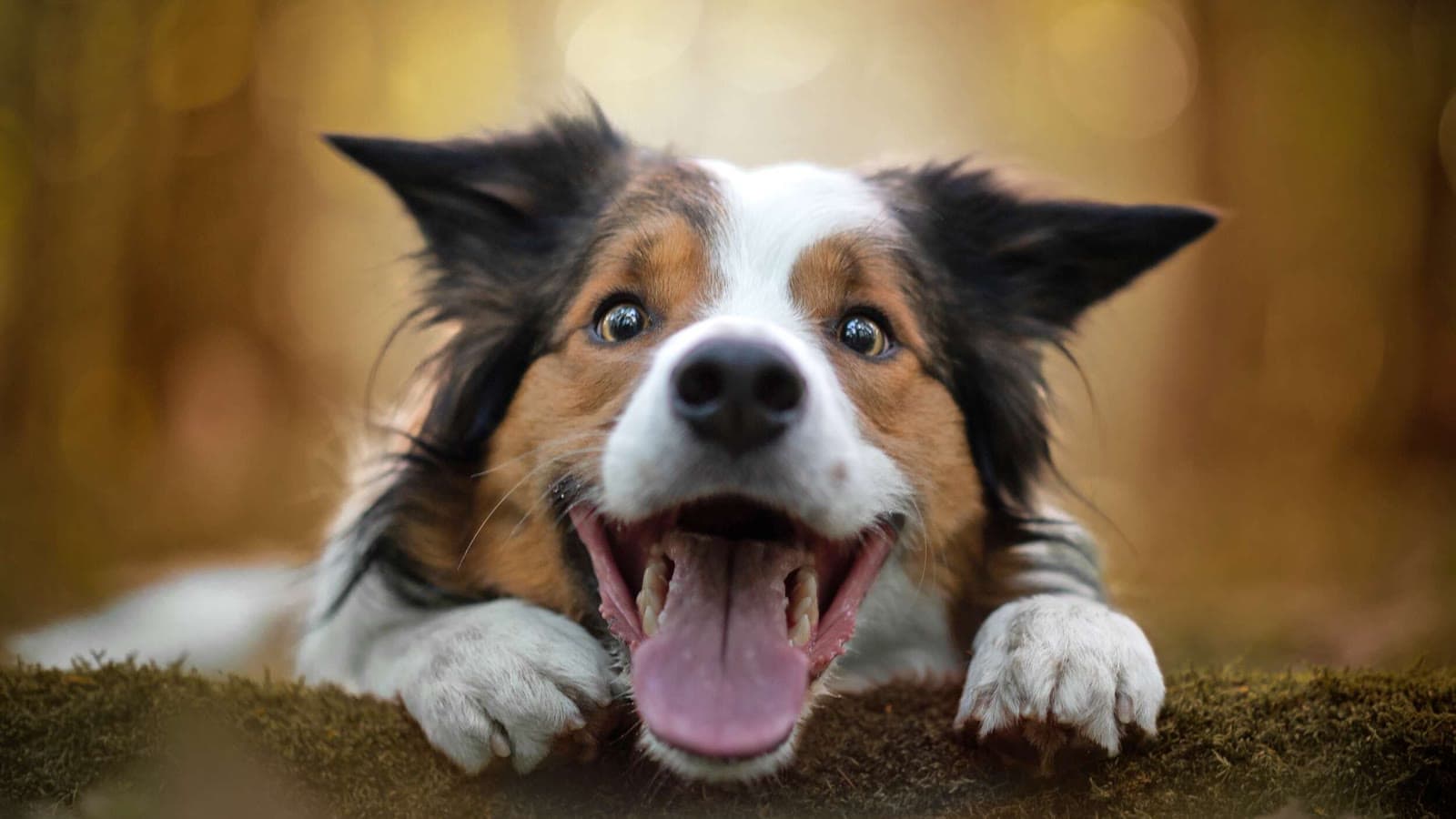 Dog with full face visible resting outdoors