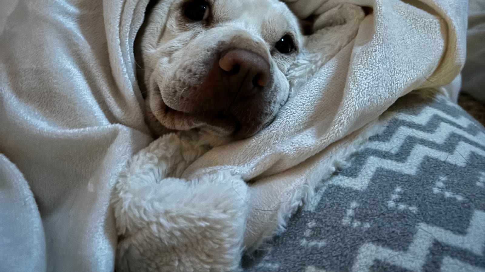 Senior white dog resting under a soft blanket at home