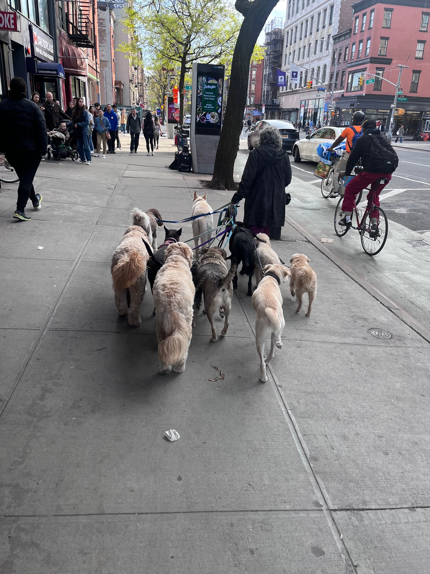 Peaceful pet euthanasia service in Brooklyn