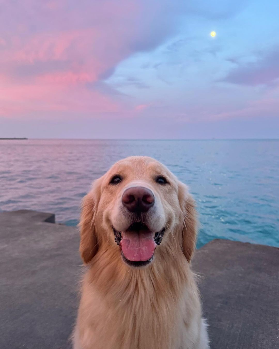 Peaceful pet euthanasia service in Nassau County