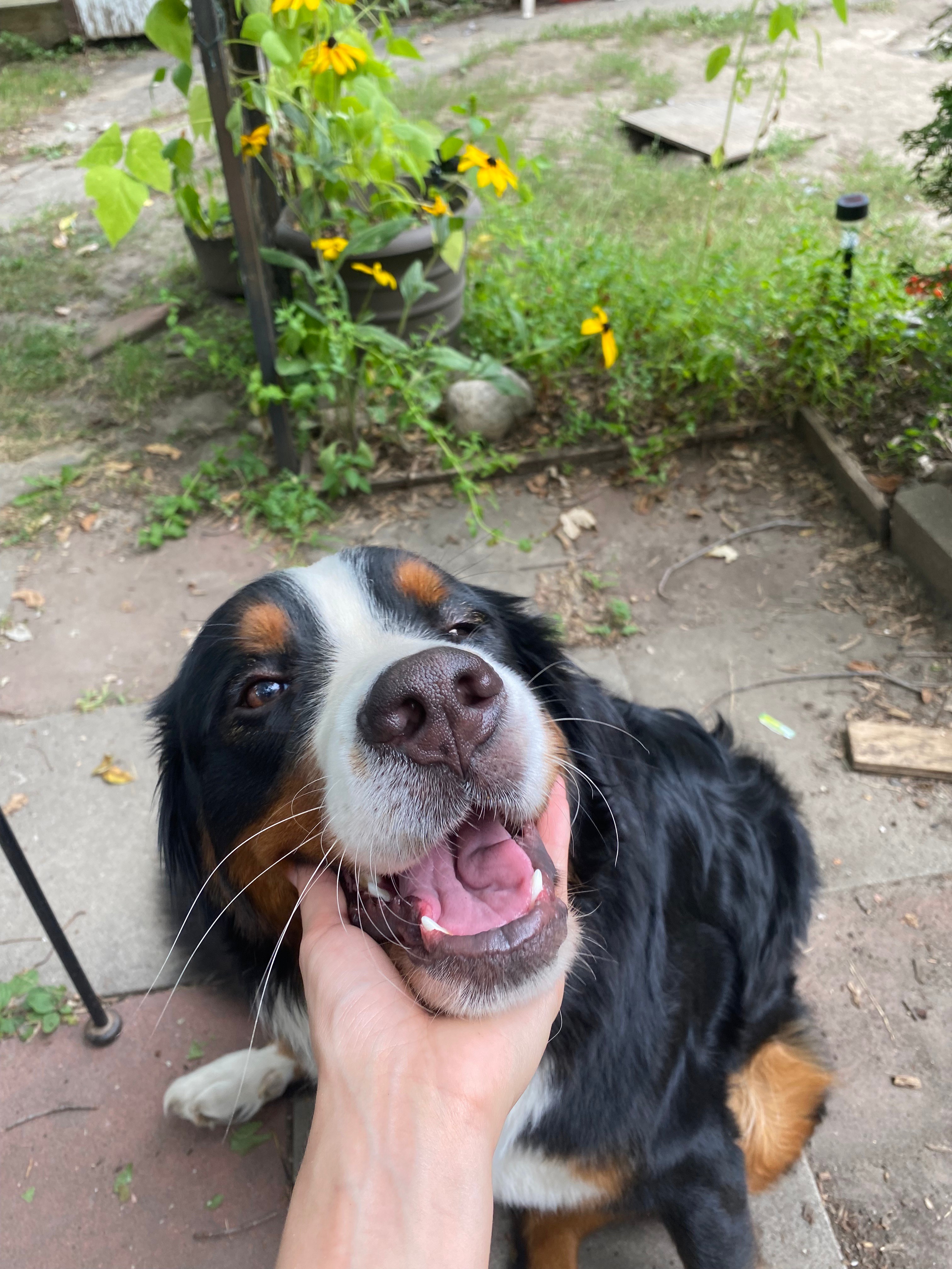 Peaceful pet euthanasia service in Staten Island
